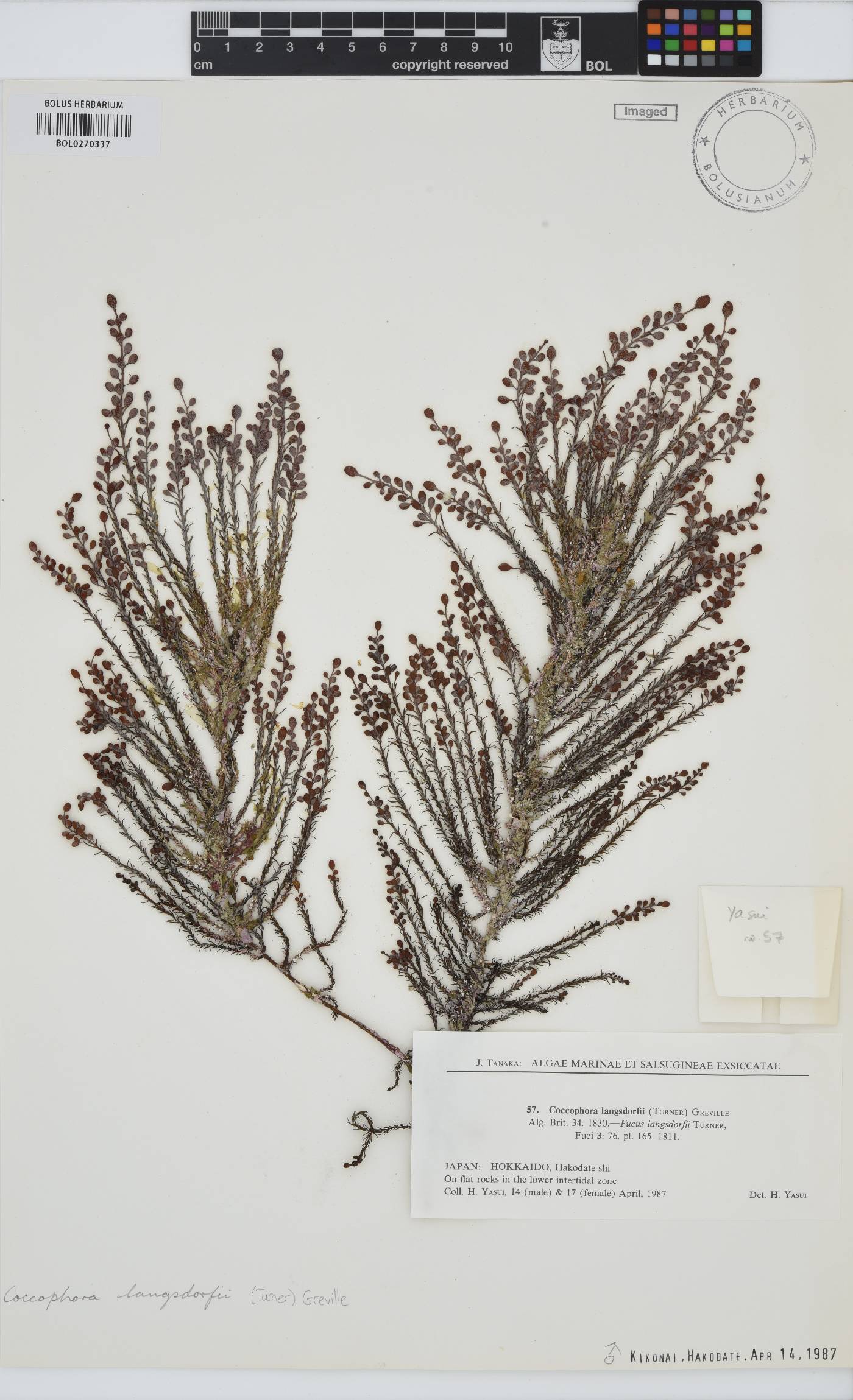 Coccophora langsdorfii image