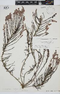 Coccophora langsdorfii image