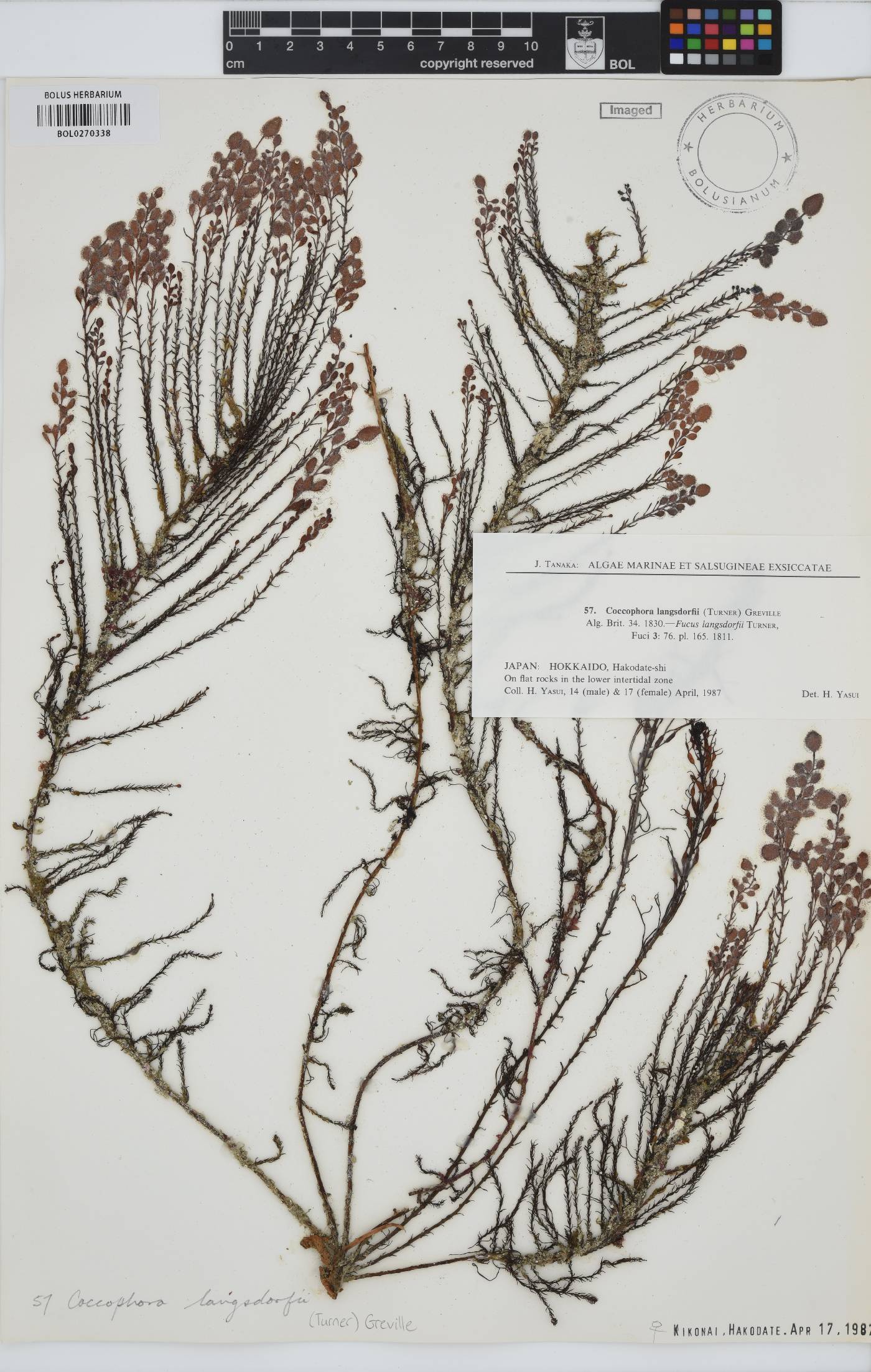 Coccophora image