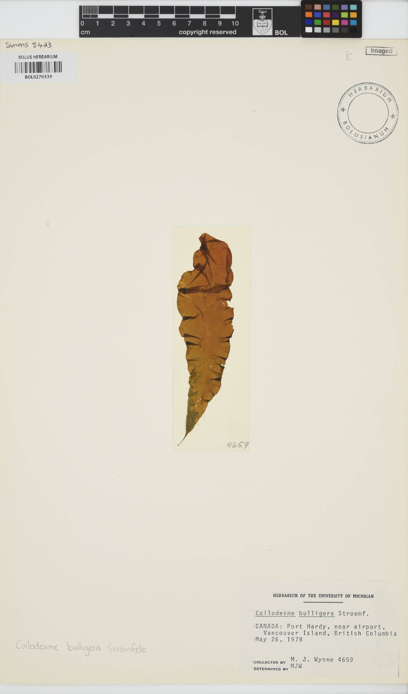Coilodesme bulligera image