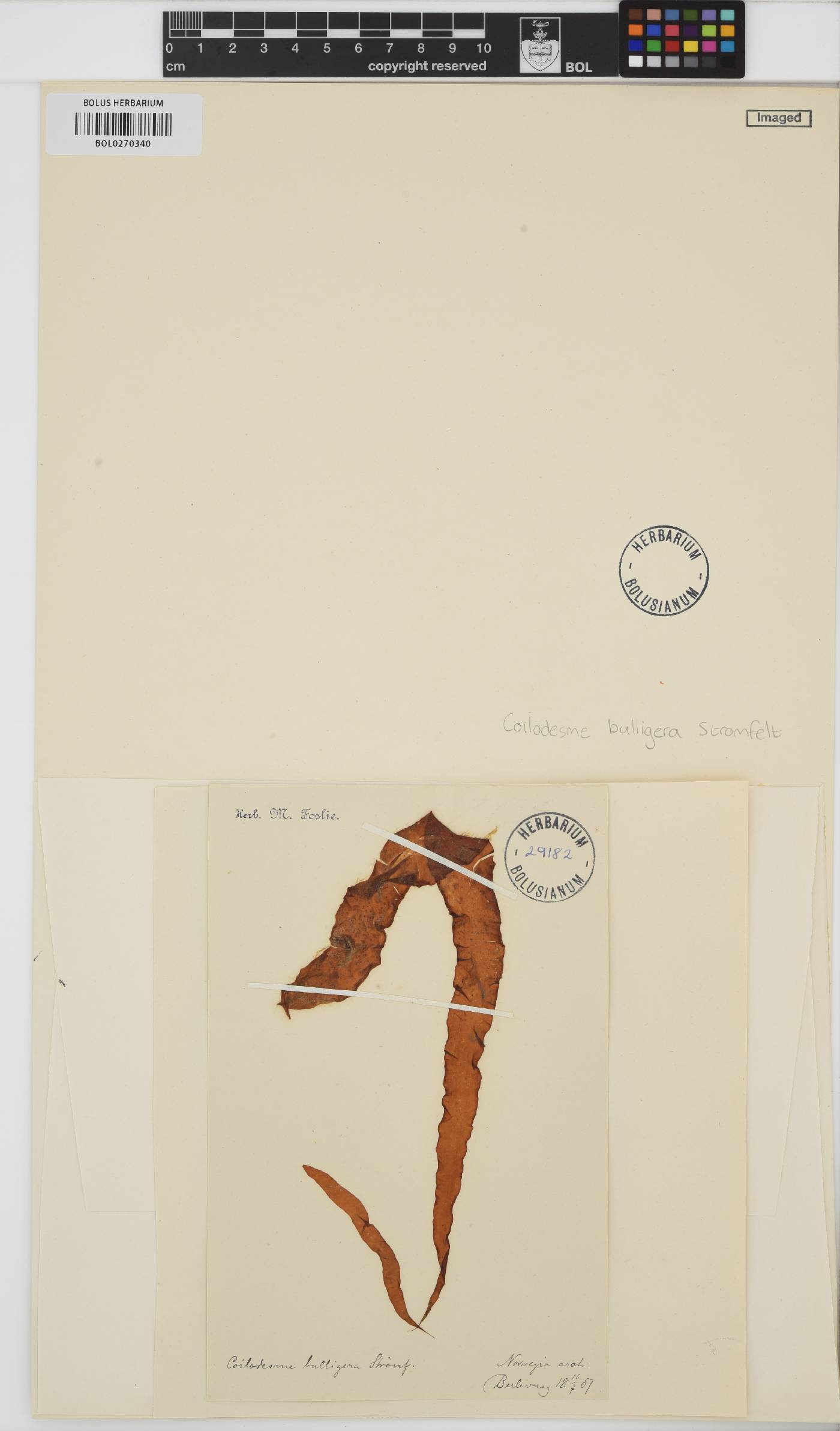 Coilodesme bulligera image