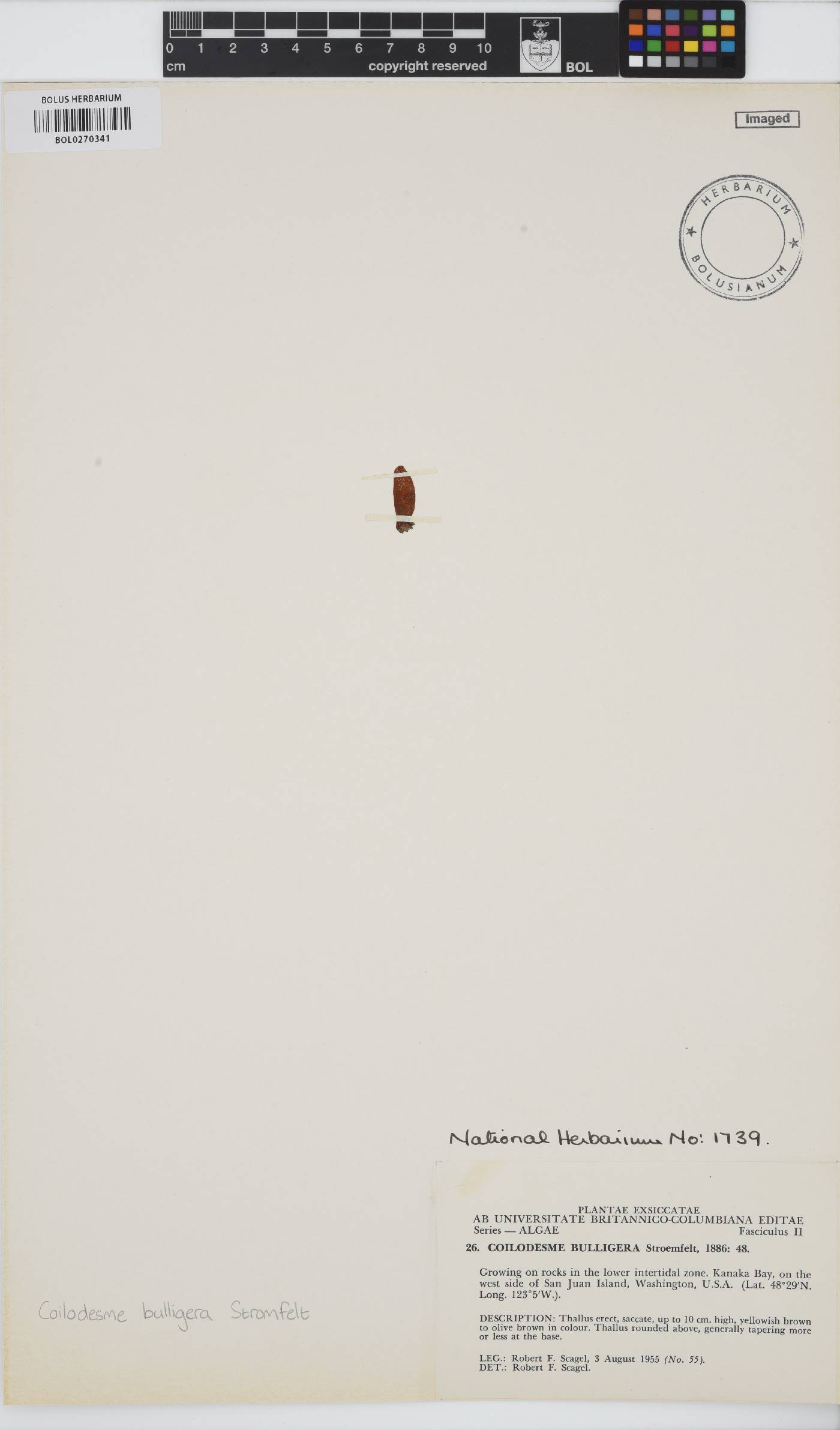 Coilodesme bulligera image