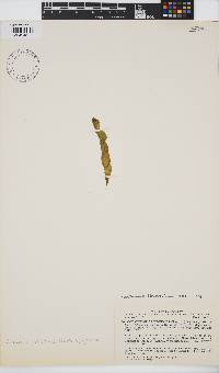 Image of Coilodesme californica