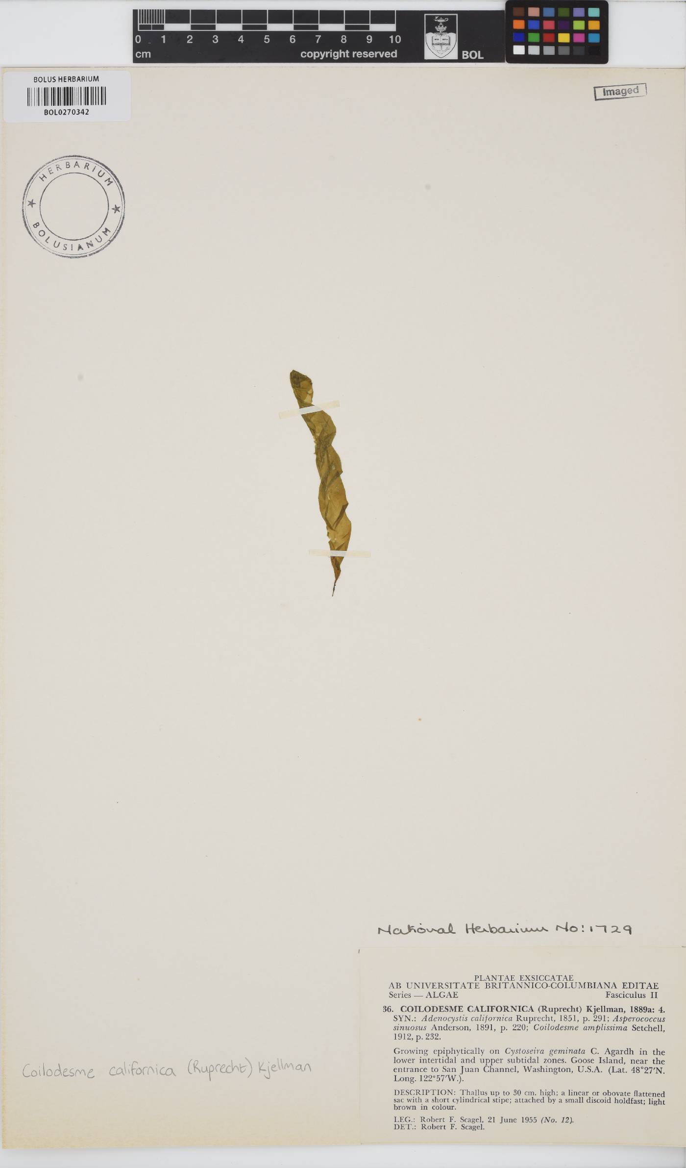 Coilodesme californica image