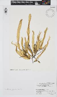 Image of Coilodesme japonica