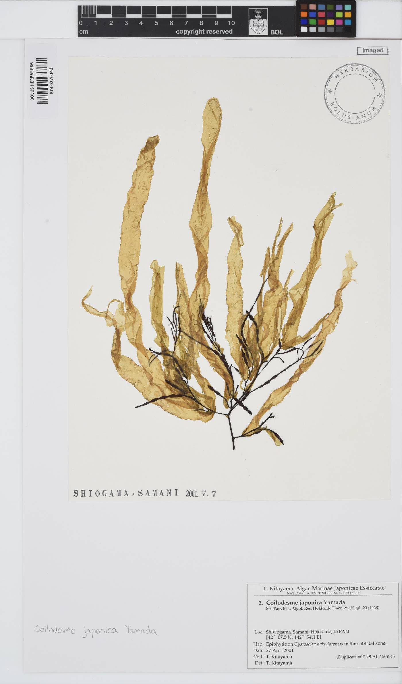 Coilodesme japonica image