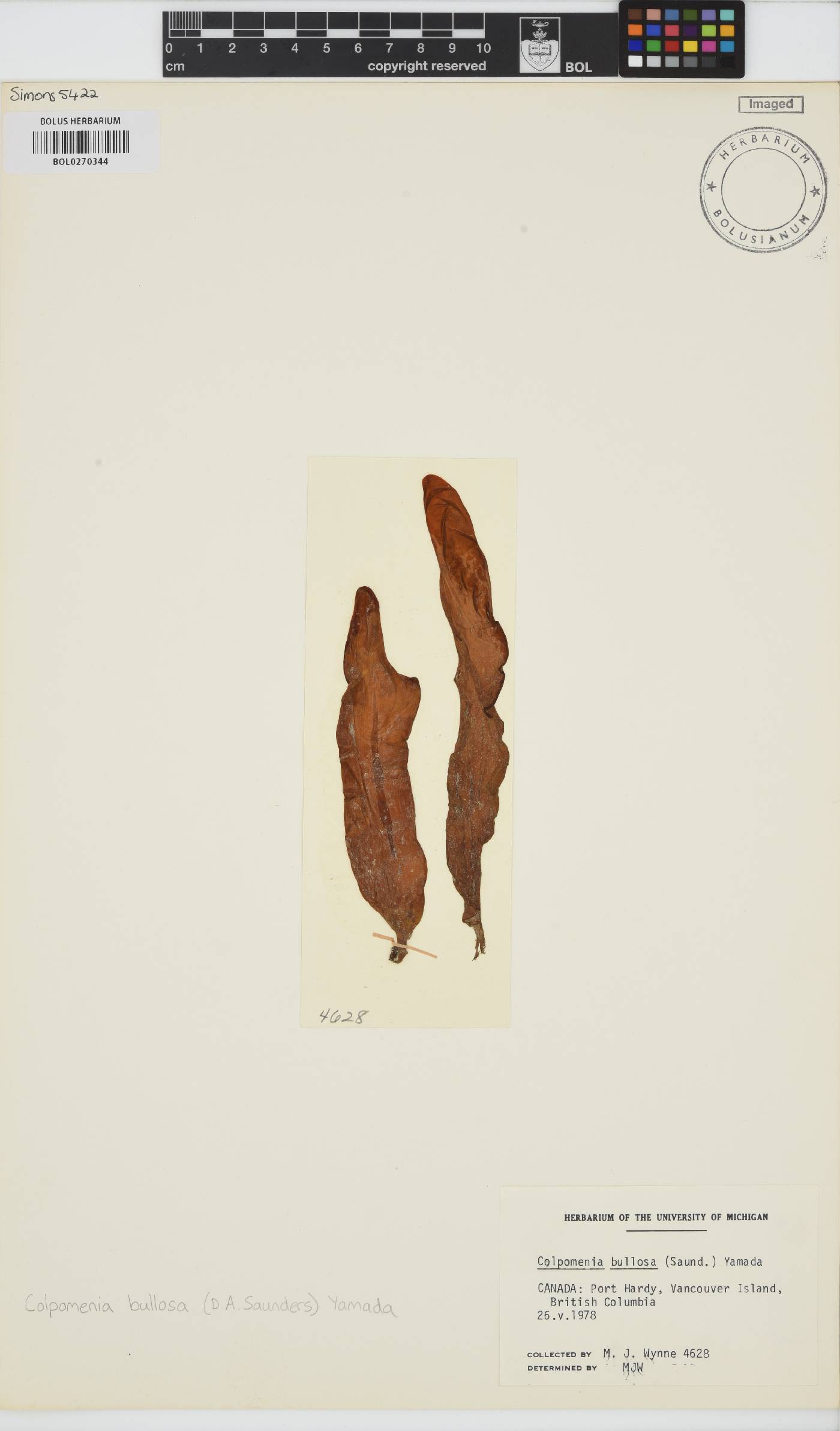 Dactylosiphon image
