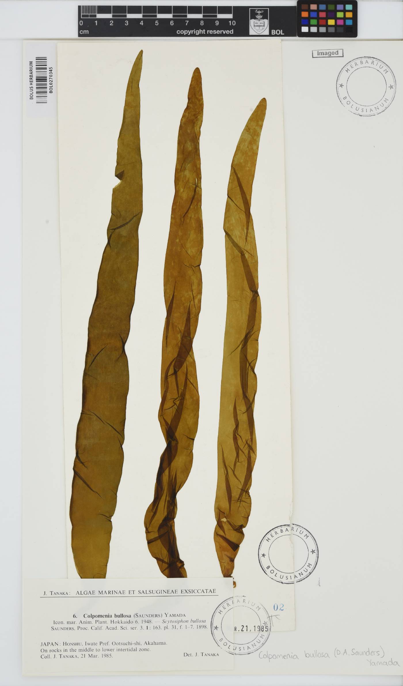 Dactylosiphon bullosus image