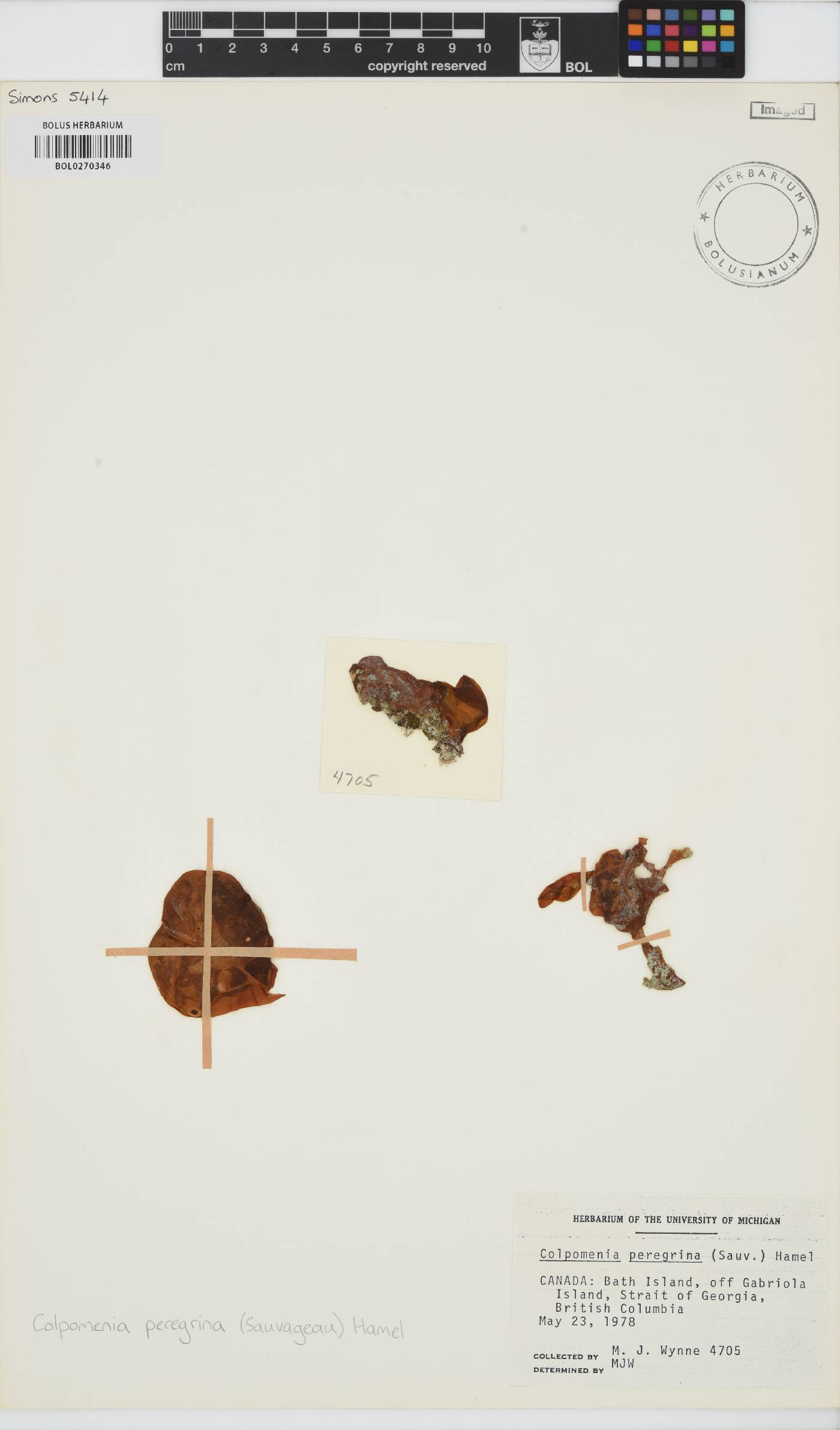 Colpomenia peregrina image