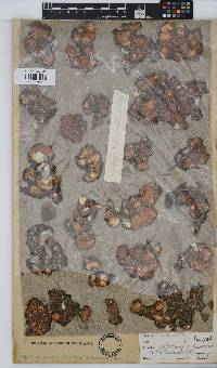 Colpomenia sinuosa image