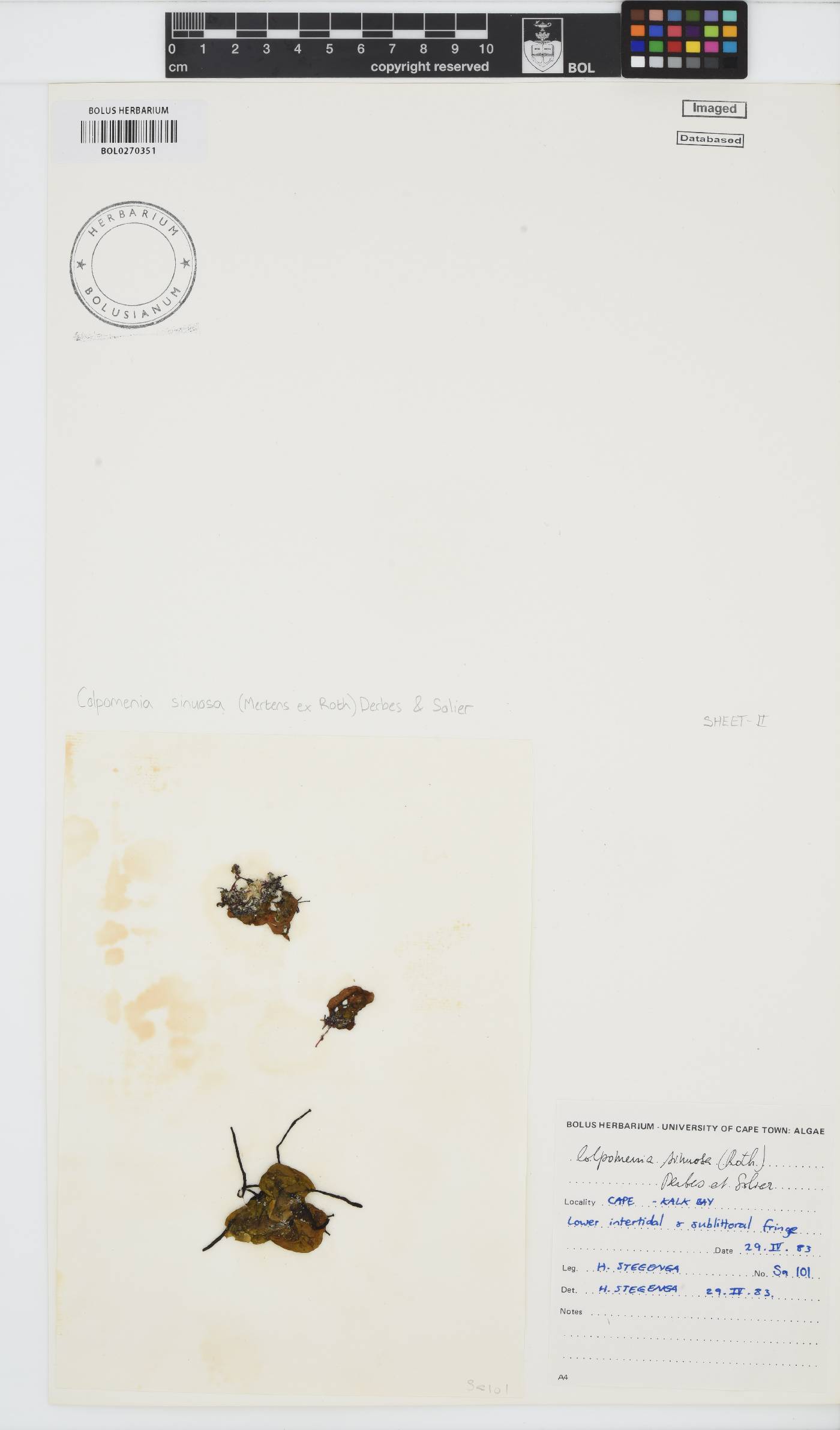 Scytosiphonaceae image