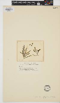 Image of Corynophlaea cystophorae