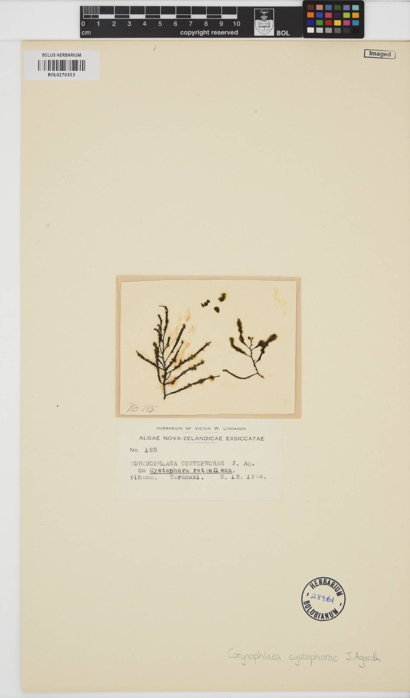 Corynophlaea image