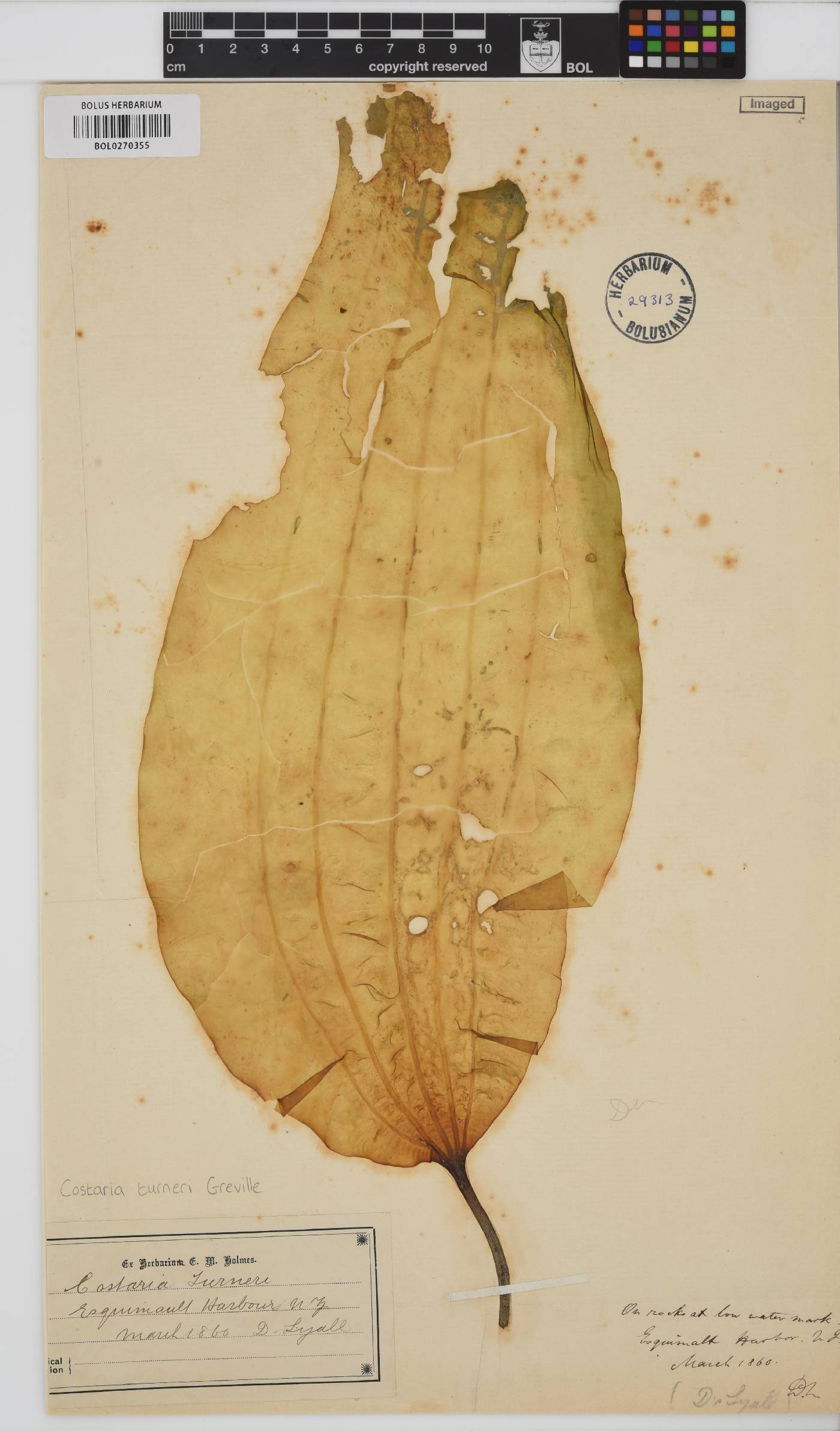 Costaria costata image