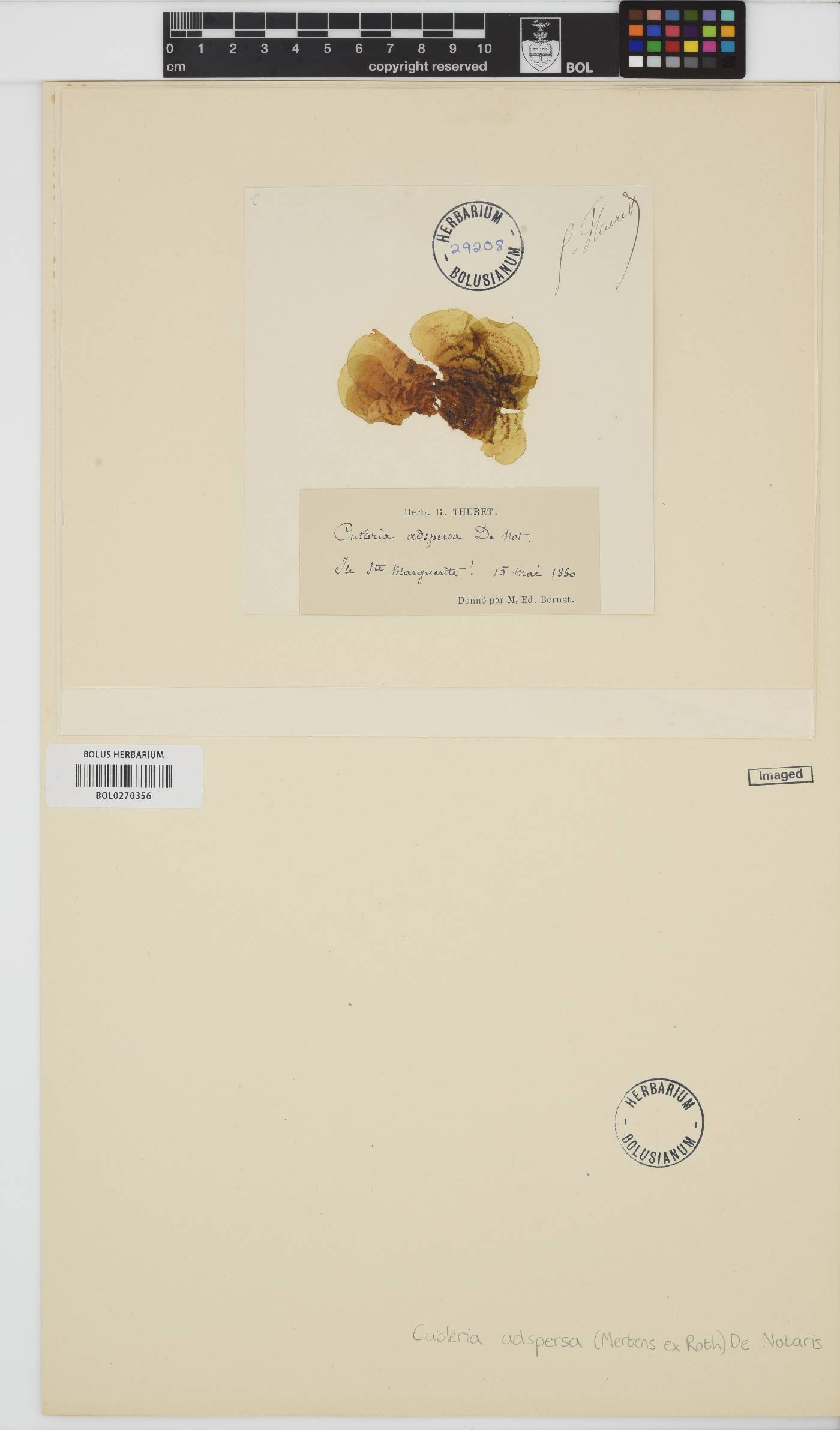 Cutleria adspersa image