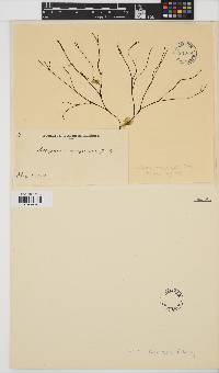 Image of Cutleria compressa