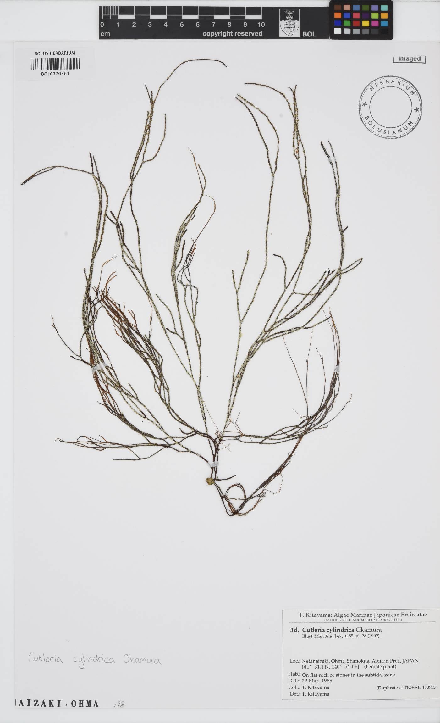 Mutimo cylindricus image