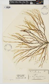 Mutimo cylindricus image