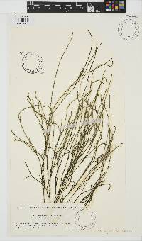 Mutimo cylindricus image