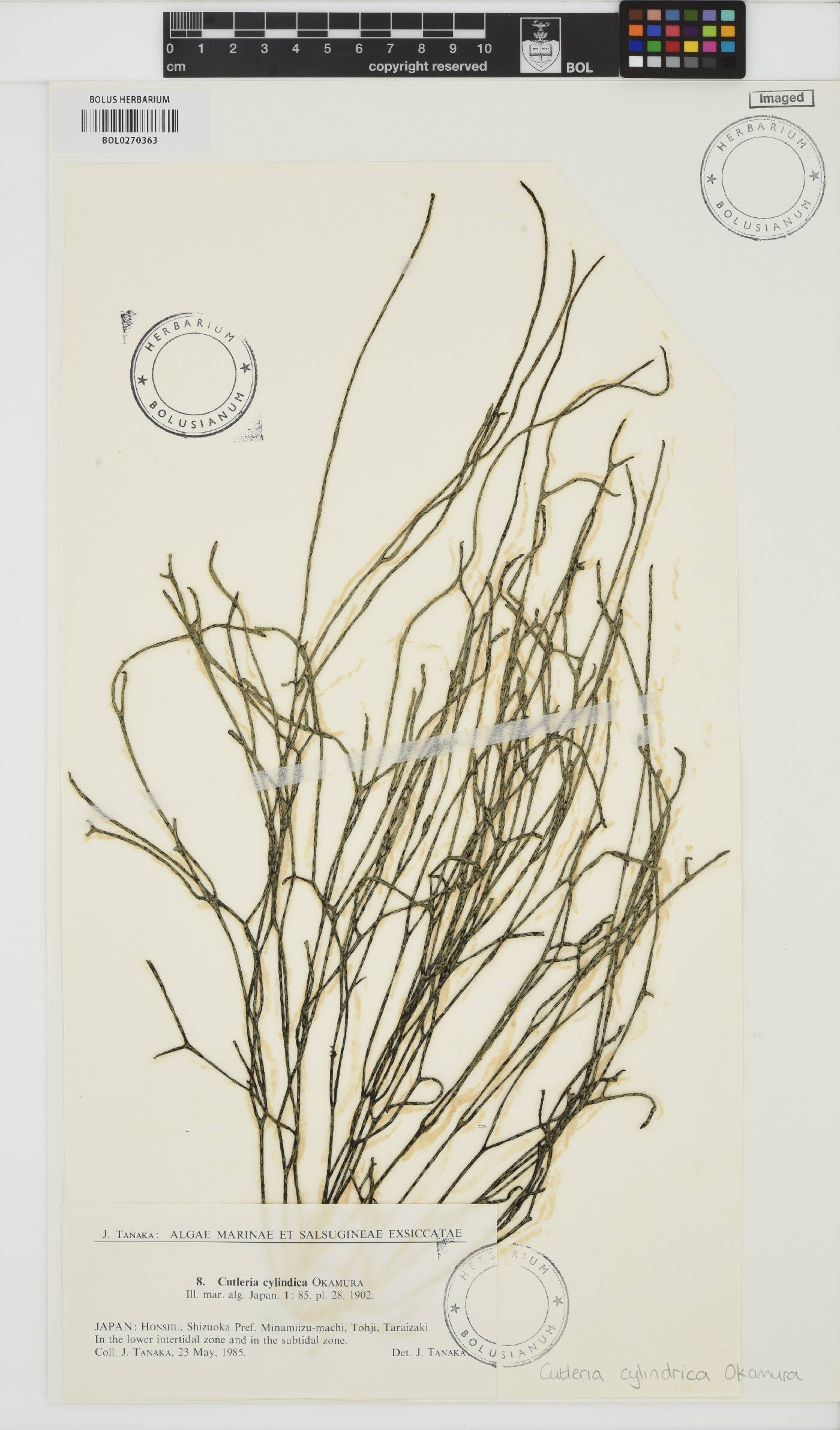 Mutimo image