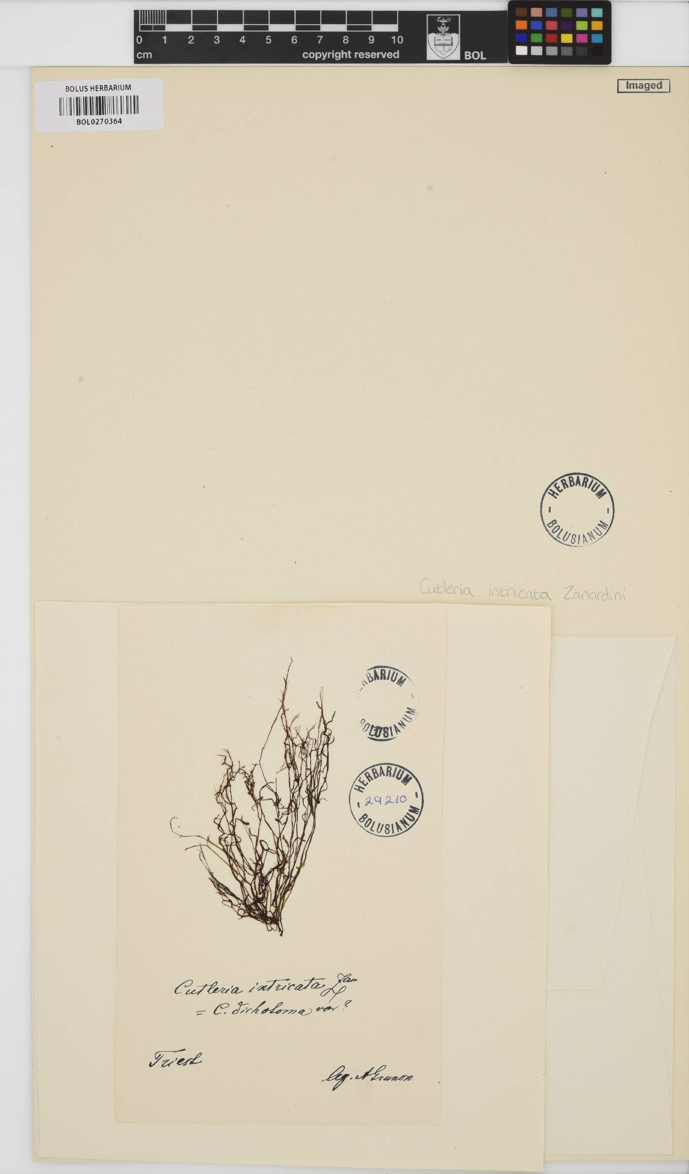 Cutleria intricata image
