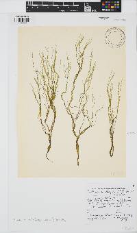 Cutleria multifida image