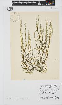 Cutleria multifida image