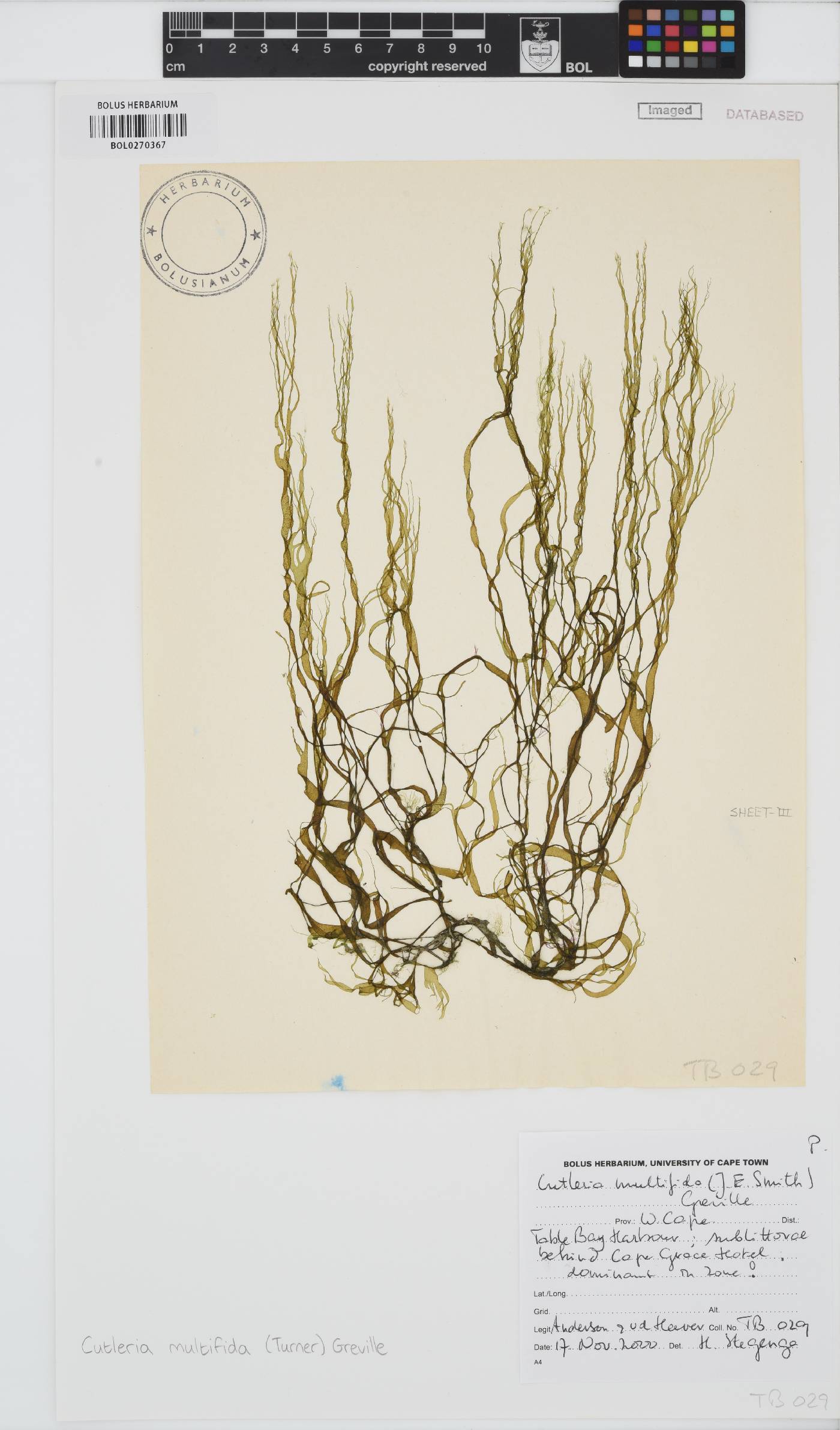Cutleria multifida image