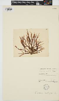 Cutleria multifida image