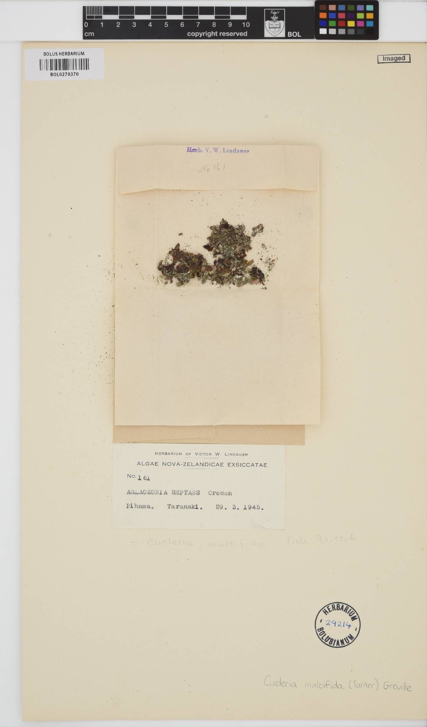 Cutleria multifida image