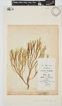 Cutleria multifida image