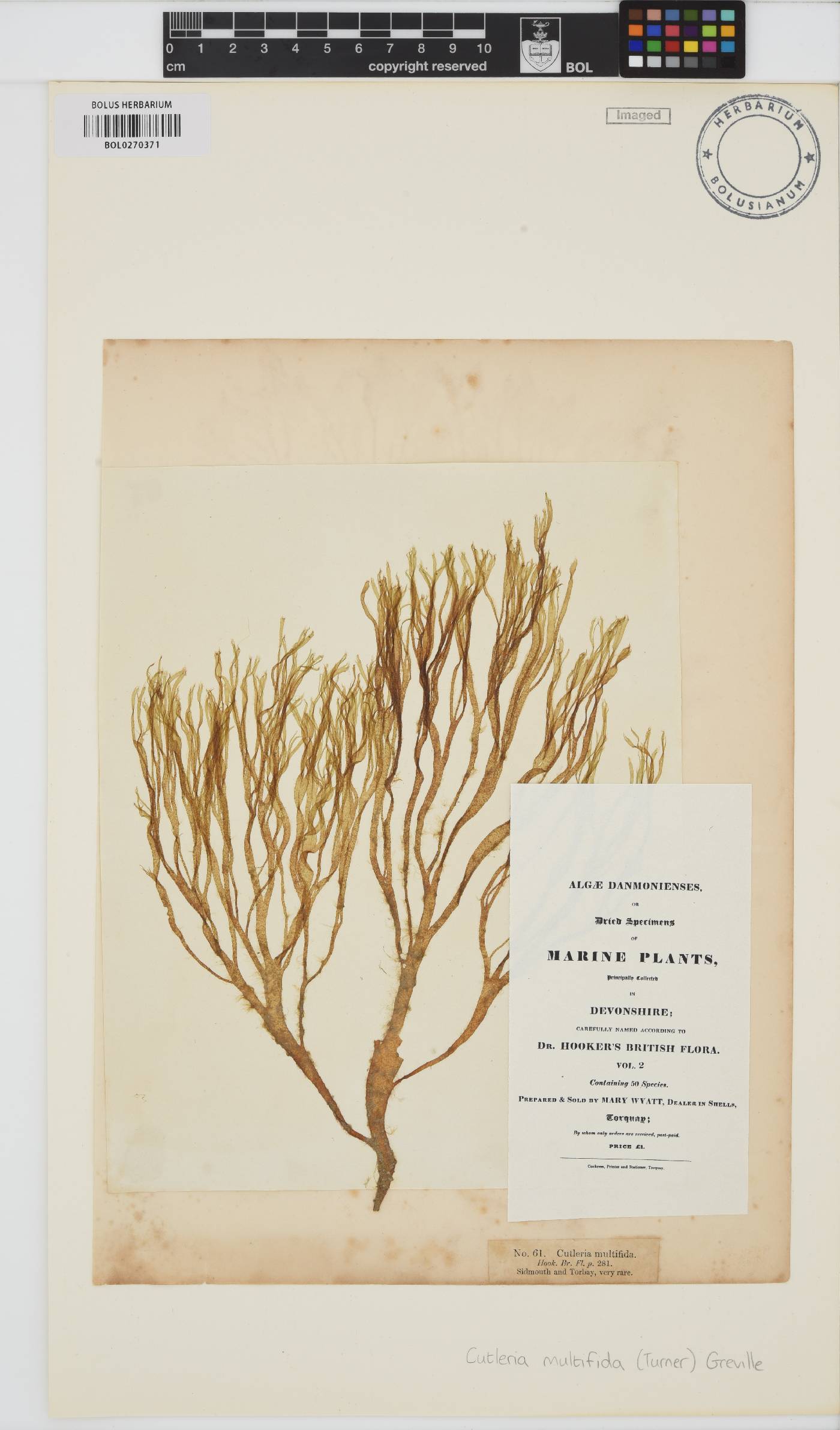 Cutleria multifida image