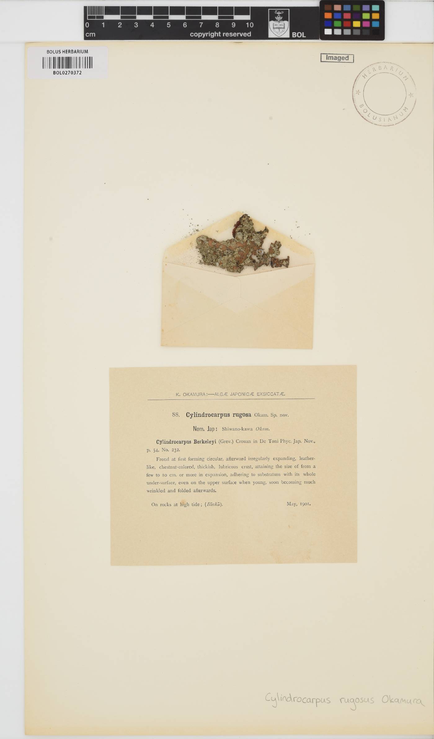 Petrospongium rugosum image