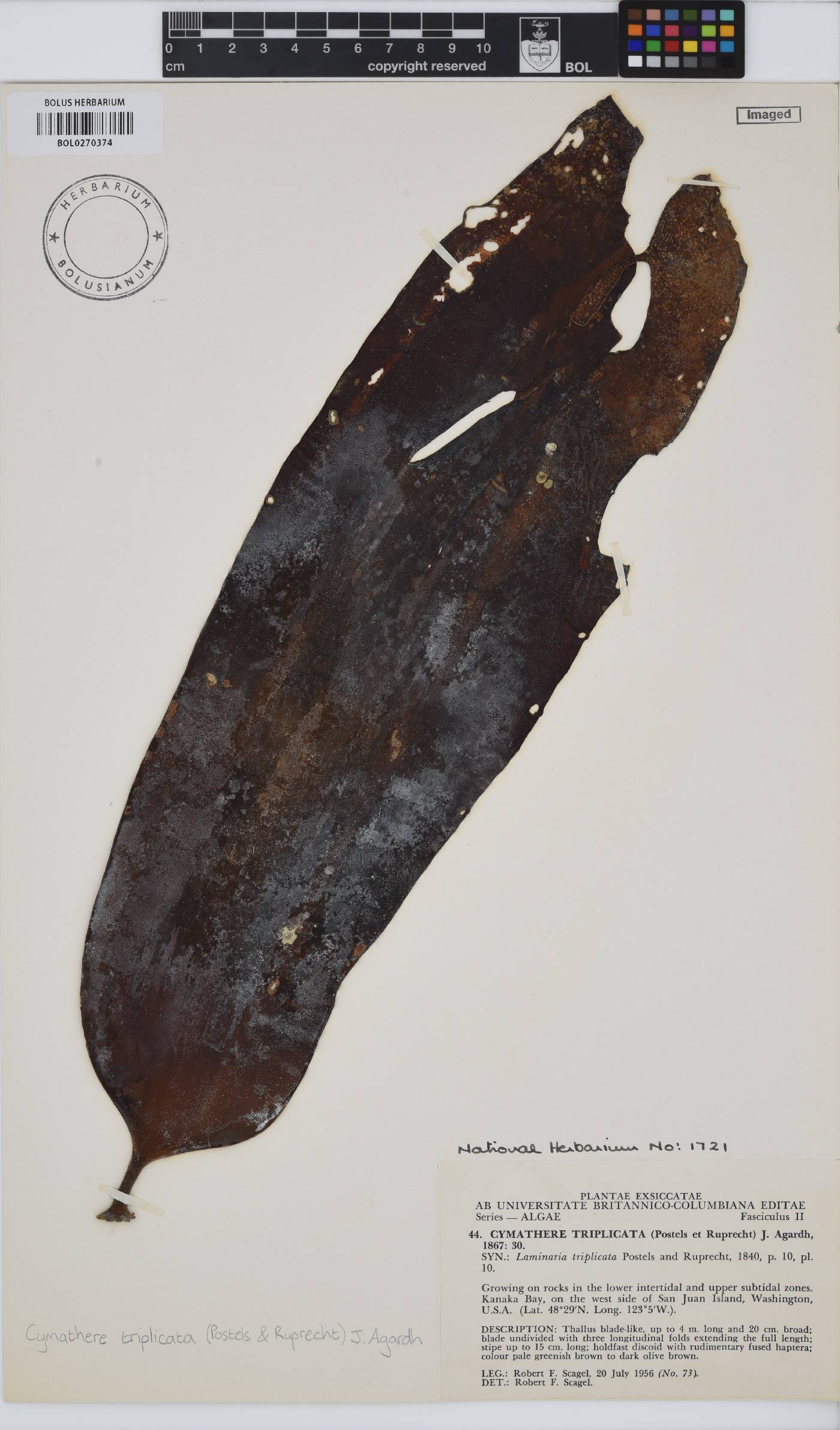 Cymathaere triplicata image