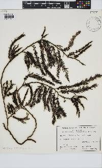 Image of Cystophora botryocystis