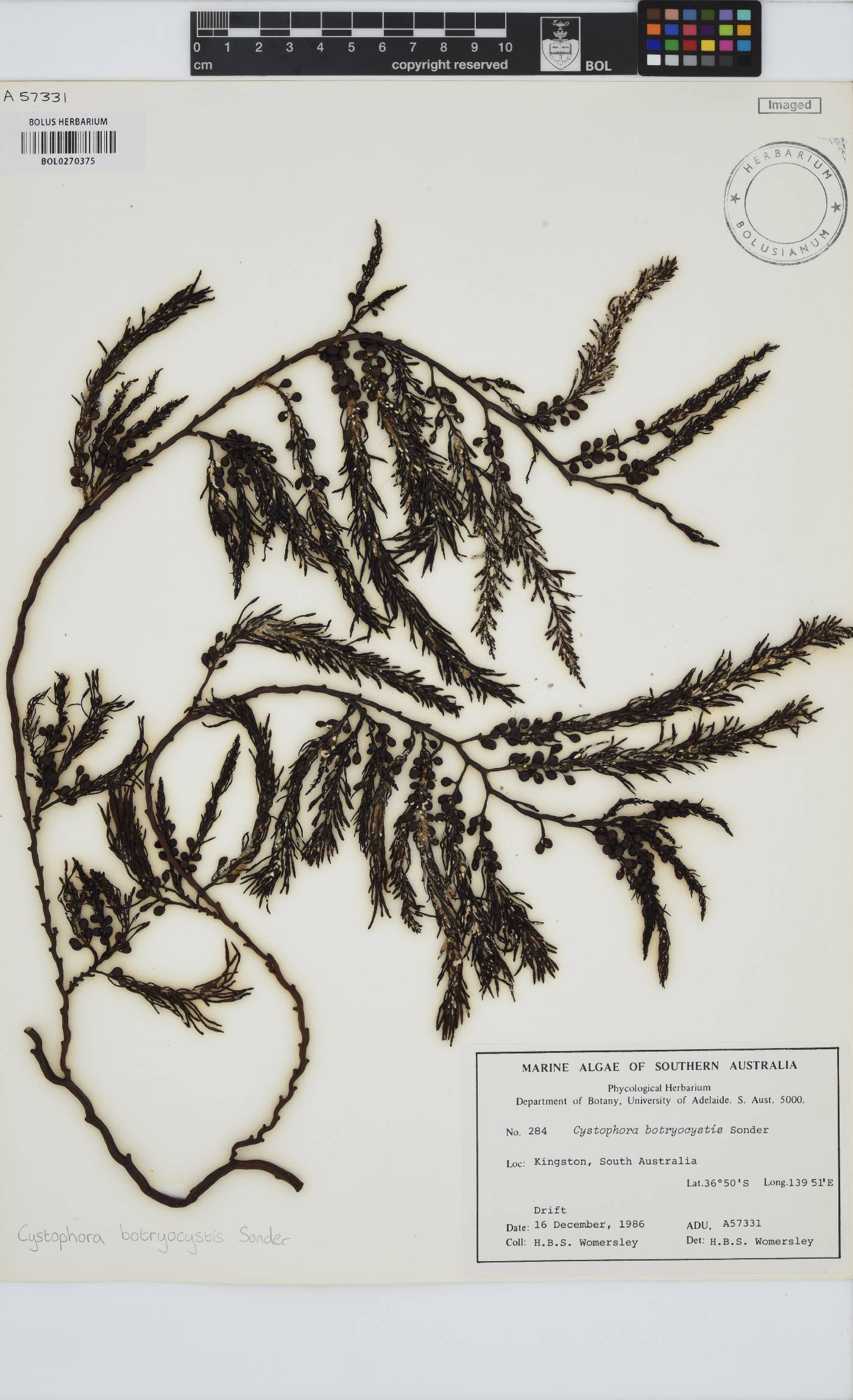 Cystophora botryocystis image