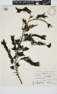 Image of Cystophora retroflexa