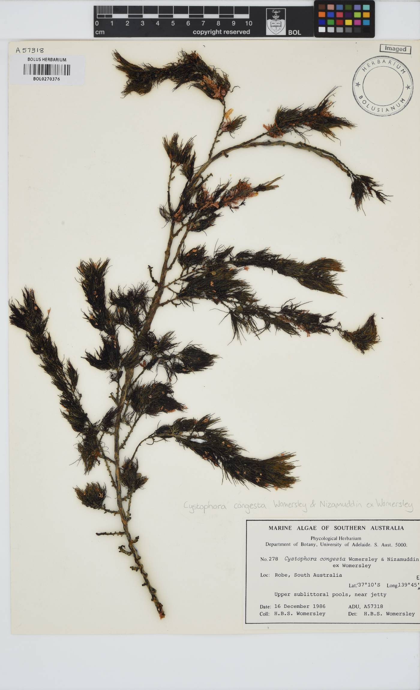 Cystophora retroflexa image