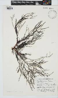 Cystophora fibrosa image