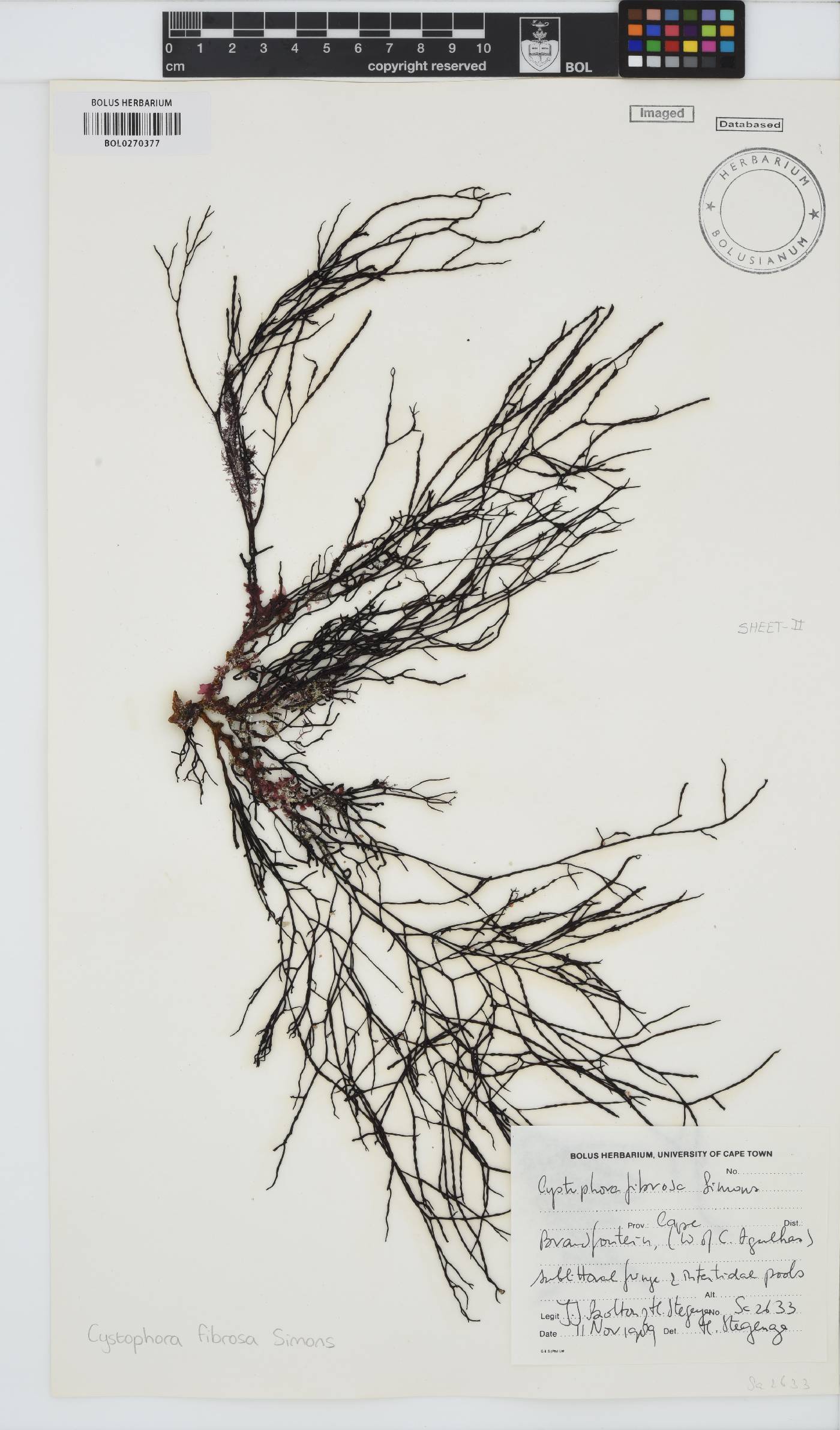 Cystophora fibrosa image