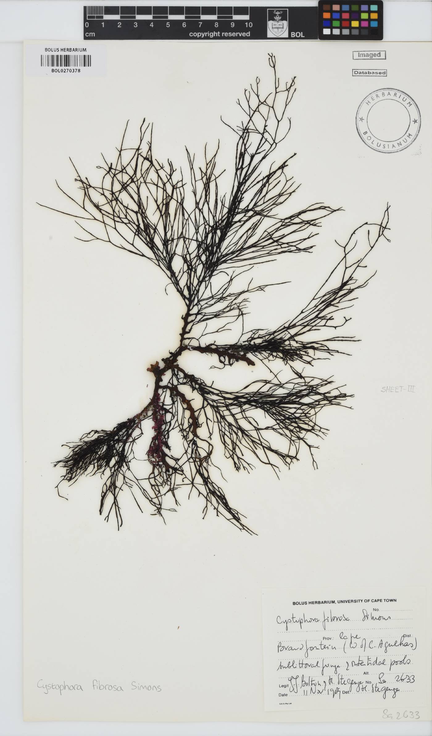 Cystophora fibrosa image