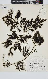 Image of Cystophora harveyi