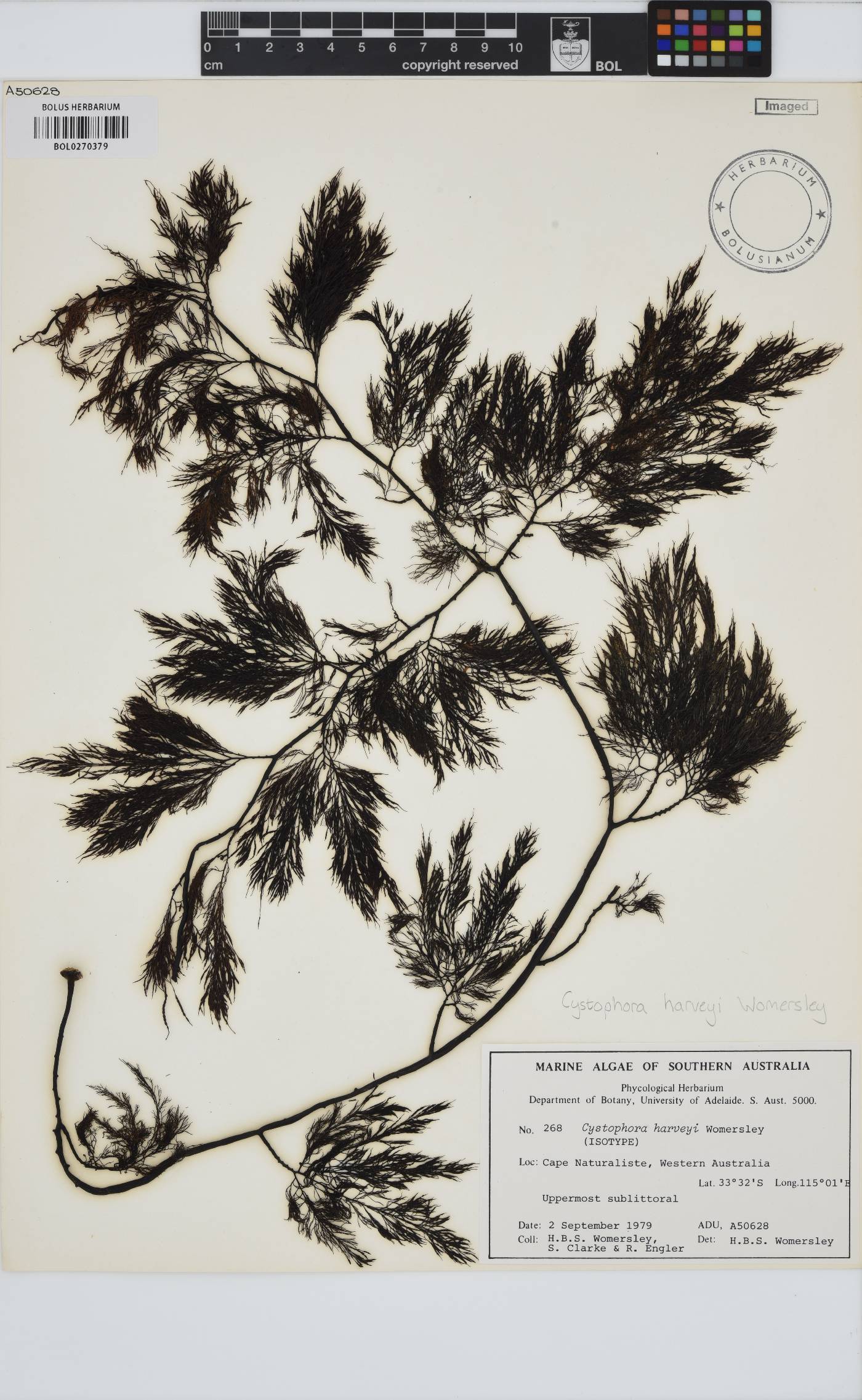 Cystophora harveyi image