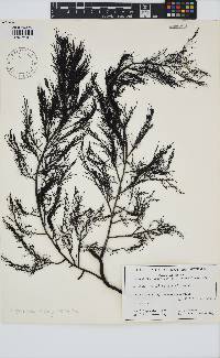 Cystophora harveyi image