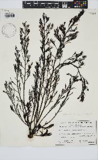 Image of Cystophora intermedia