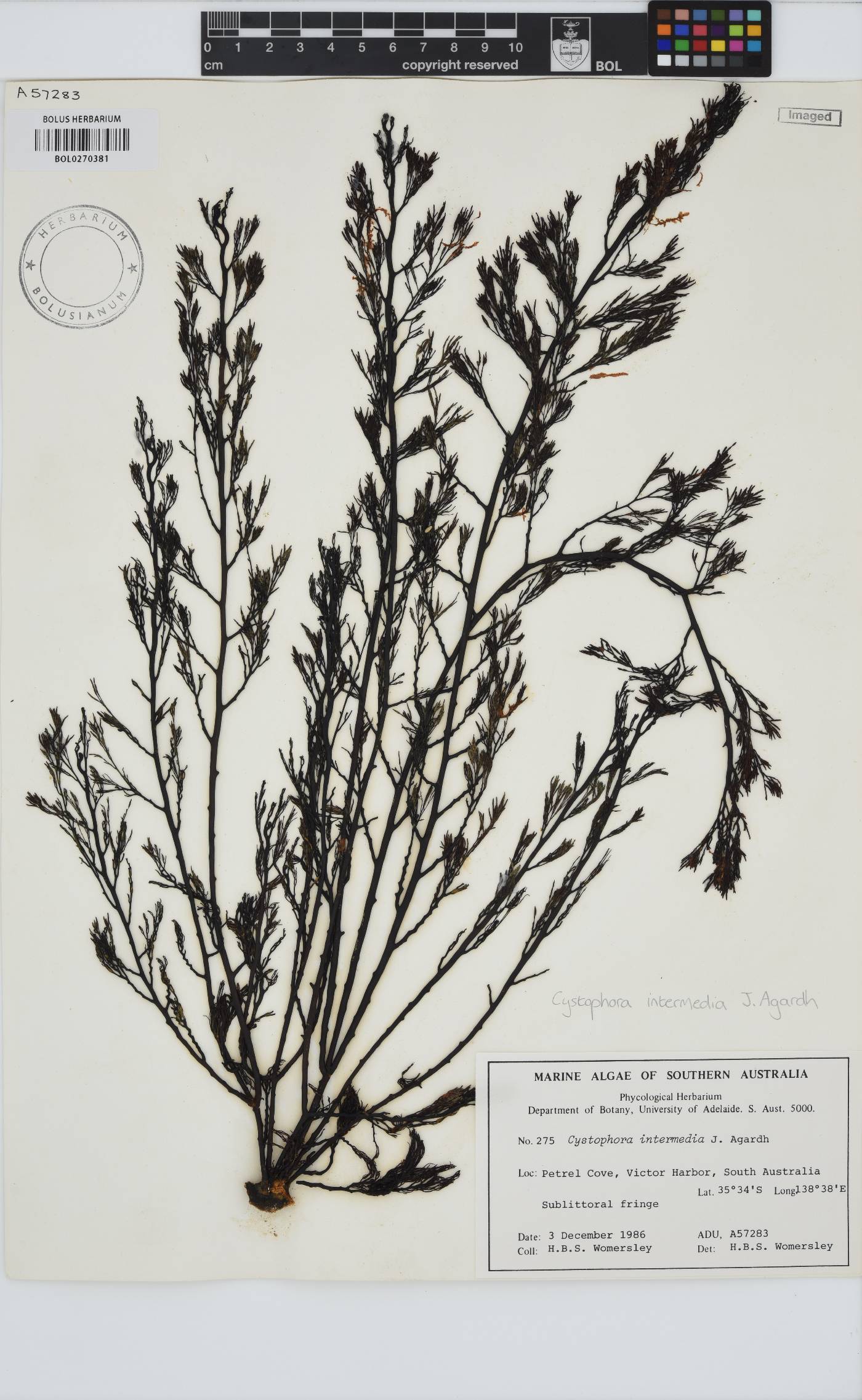 Cystophora intermedia image