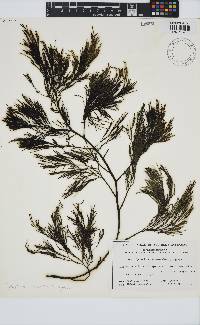 Cystophora intermedia image