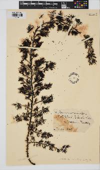 Image of Cystophora monilifera