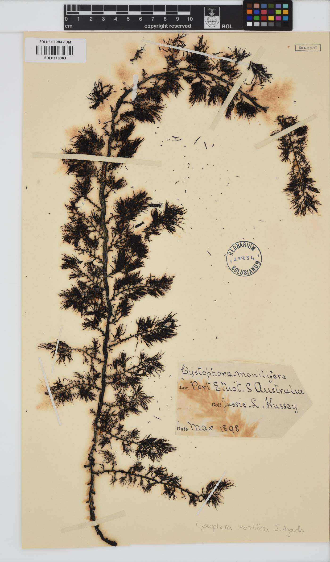 Cystophora monilifera image