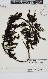 Image of Cystophora moniliformis